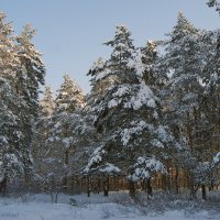 Лес в январе :: nika555nika Ирина
