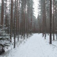 стройные ряды.. :: Михаил Жуковский