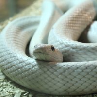 Obsoleta leucistic :: Ольга Сельницына