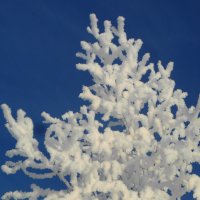 Снежные кораллы. :: nadyasilyuk Вознюк