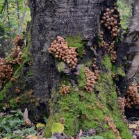 "Опяточное" дерево :: Татьяна Соловьева