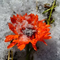 Первый снег :: Татьяна Соловьева