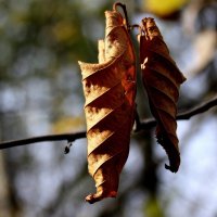 Ракушки....) :: Валерия  Полещикова 