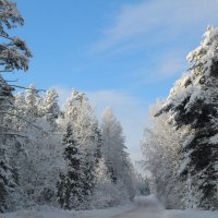 Лесной просёлок. :: Ирина Волкова