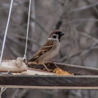 Passer montanus :: Анатолий Мигов