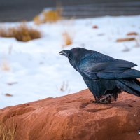 Чёрный ворон :: Михаил Аверкиев