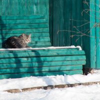 Снег - чему люди рады, на солнышке лучше. :: Сергей Касимов