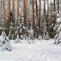 Зимний лес :: Милешкин Владимир Алексеевич 