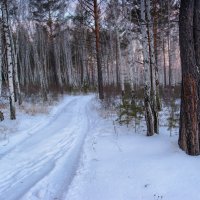 Февральское утро в лесу :: Сергей Брагин