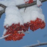 РЯБИНА В СНЕГУ... :: Наталья Меркулова