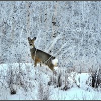 февральский лес :: Геннадий Ячменев