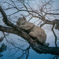 кот на дереве :: Павел Руднев