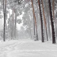 Метель ворвавшись снегопадом... :: Лесо-Вед (Баранов)