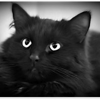Жил да был чёрный кот.... :: Любовь Чунарёва