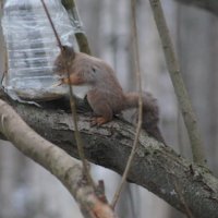 в нашем сказочном лесу :: григорий Будаш