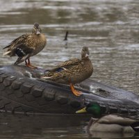 Утиные истории :: Юля Колосова