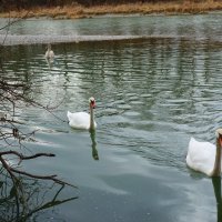 Лебеди на реке. :: Galina Dzubina