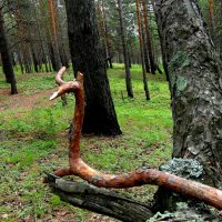 Лесной зверь. :: nadyasilyuk Вознюк