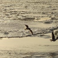 Лёд,река и солнце :: Владимир Гилясев