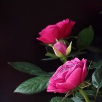 roses :: ~ Backstage ~ N.