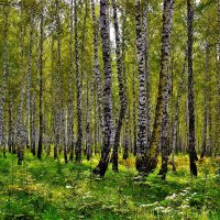 Берёзовый лес :: Сергей Чиняев 