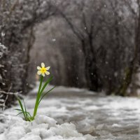 Нарцисс :: Алексей Яковлев