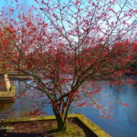 Hamburg. Planten un Blomen :: Nina Yudicheva