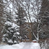 Снежный январь :: Елена Семигина