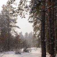 Зимний лес :: Виталий Шарипов