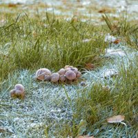 Замороженные грибочки :: Наталья Копылова