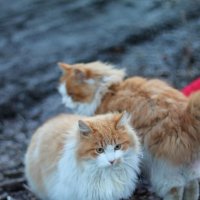 Два котика :: Лина Свиридова