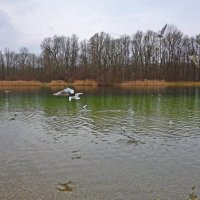 Февраль... Чайки на озере :: Galina Dzubina