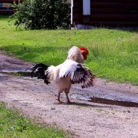 Цыганочка с выходом :: Татьяна Ломтева