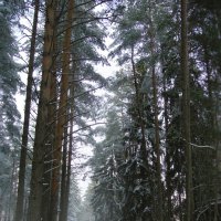 Прогулка в лесу.2 :: Валерий Стогов
