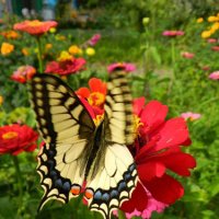 butterfly :: ~ Backstage ~ N.