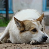 Пинежский Полкан :: Надежда Водорезова