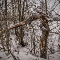 Дракон :: Андрей Дворников