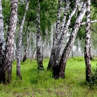 В берёзовых перелесках :: Александр Садовский