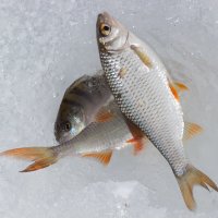 Рыбалка :: scherbinator SHCHERBYNA