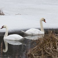 Лебеди :: scherbinator SHCHERBYNA