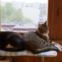 Мои Коты :: Юрий Плеханов