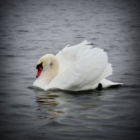 Белый Лебедь на пруду...... :: Sergey (Apg)