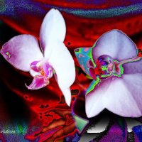Орхидеи :: Nina Yudicheva