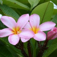 Плюмерия (лат. Plumeria) :: Антонина 