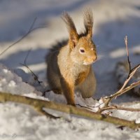 Что-то лапка замёрзла! :: Виктор Евстратов