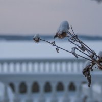 Winter on the Lake :: Dmitry Ozersky