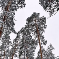 **** :: АЛЕКСАНДР СУВОРОВ