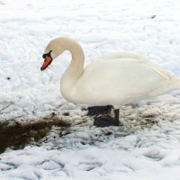 замерзший лебедь на снегу :: elena manas