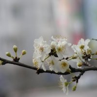 Первый день весны в Севастополе :: Елена Даньшина