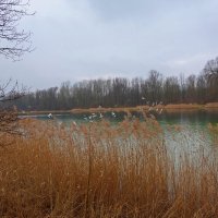 Февральский день на озере :: Galina Dzubina